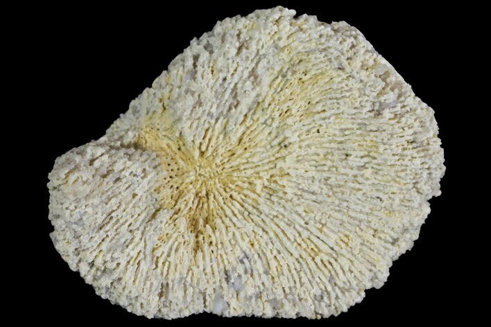 Jurassic Coral Colony Fossil - Germany #157332